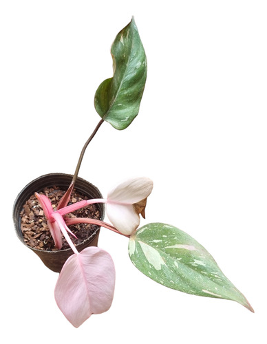 Philodendron Pink Prince 