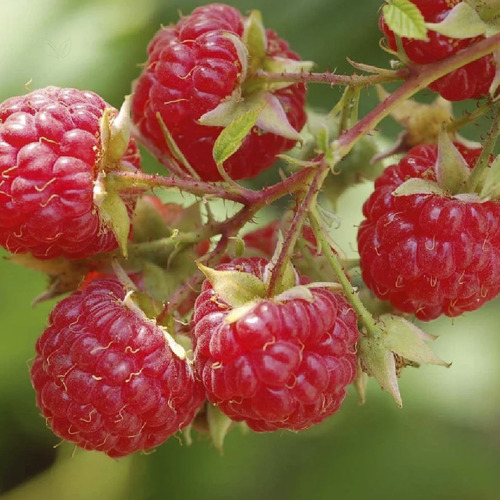 Chá De Framboesa Rubus Idaeus 250g Atacado