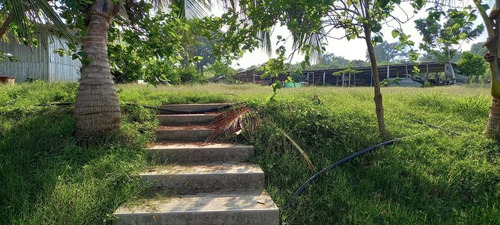 Renta Terreno 6 Hectareas Ejido La Victoria Tuxpan Veracruz