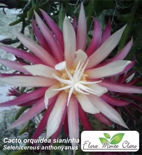 Cacto Orquídea Sianinha - Selenicereus Anthonyanus- 10 Mudas | Parcelamento  sem juros