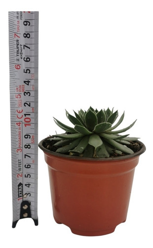 Sempervivum Kalinda Set 3 Pzas