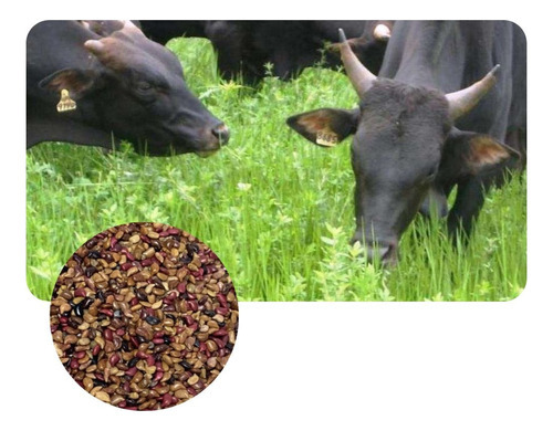 Stylosantes Campo Grande P/ Consorcio com Brachiaria 400 g