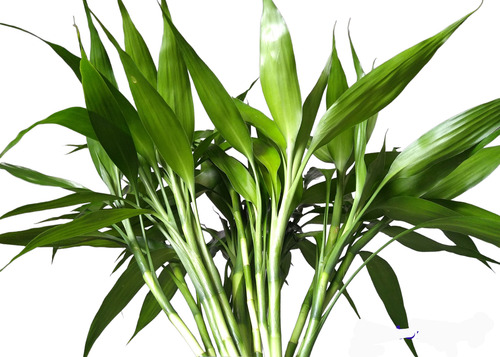 Kit Com 21 Hastes De Bambu Da Sorte Natural Com 25cm Altura