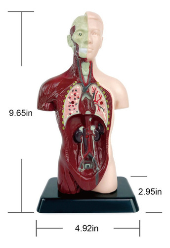 Modelo Corporal Do Torso Humano, Anatomia Anatômica Interna
