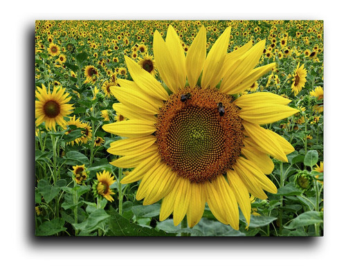 Cuadro Decorativo Canvas Recamara 60x120 Girasol