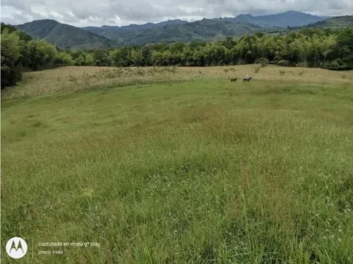 Venta Finca Sector Pueblo Tapao - Cultivada En Pasto - 185 Cuadras