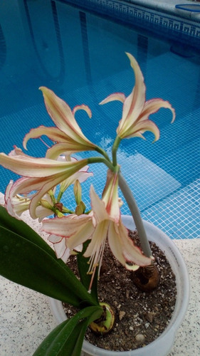 Bulbo Amaryllis Super Exótico Emerald. Caba. Envíos