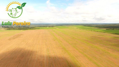Imagem 9 de 15 de Fazenda À Venda Em Aparecida Do Rio Negro - To -1331 Hec (agricultura) - 1925