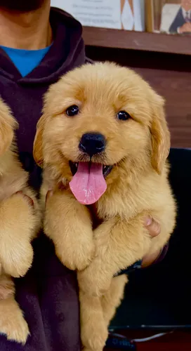 Golden retriever pedigree puppies for sale hotsell