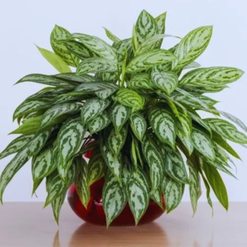 Café-de-salão (Aglaonema nitidum 'Silver Queen') - PictureThis