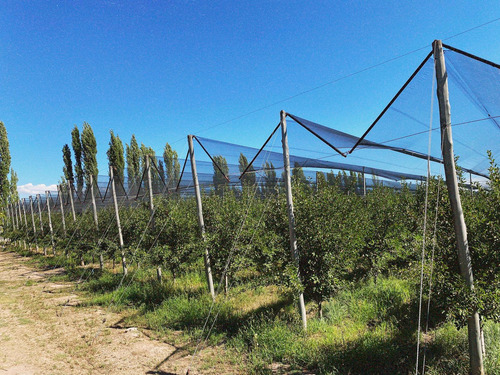 Finca Premium De Ciruelas Dagen Con Infraestructura De Alta Tecnología Cuadro Benegas San Rafael