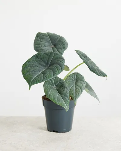 Alocasia Maharani - Alocasia Grey Dragon