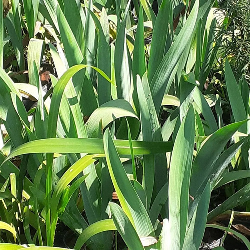 Imagen 1 de 4 de Lirio Azul, Iris Germanica 5lts