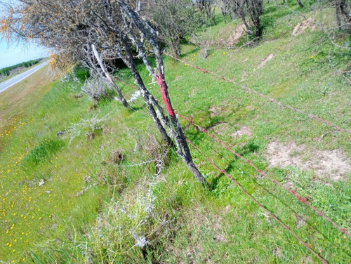 Parcela 8.000 M2 El Canelo , Comuna De Retiro - Region Maule