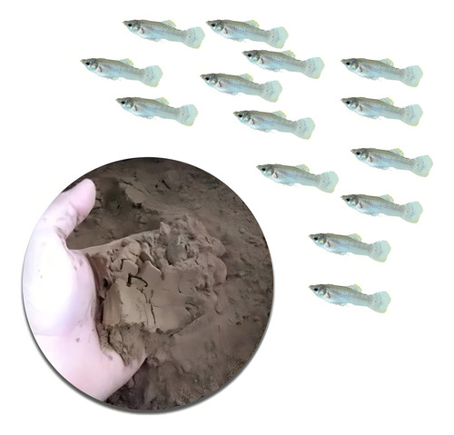Ração Para Peixes Alevinos Em Pó (55% Proteína) 250g