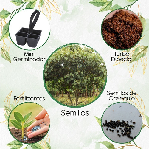 35 Semillas De Árbol Cajeto + Mini Kit De Germinación