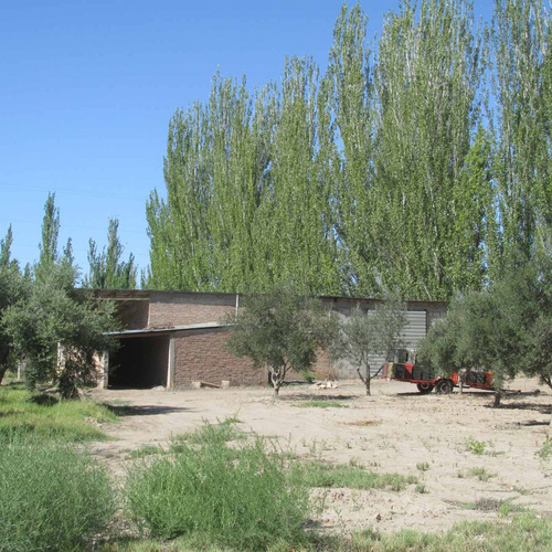 Venta Finca Olivos Ciruelas En San Rafael Mendoza