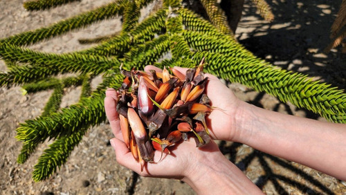 Araucaria Araucana 20 Cm Gratis Solo A Rm A Region Por Pagar