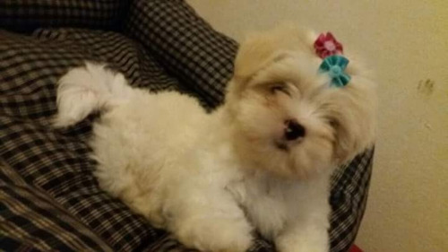 Lhasa Apso Fêmea Com Pedigree