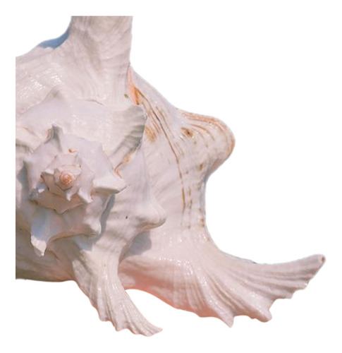 Adorno De Concha De Caracol Para Acuario, 15 A 17 Cm