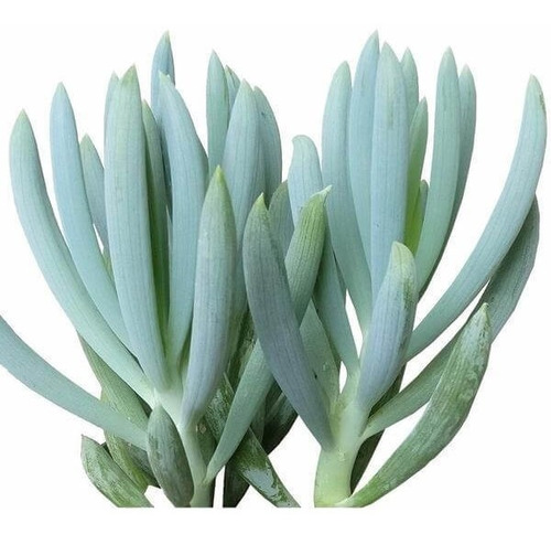 Senecio Serpens (senécio Azul) Com 20cm A 25cm Enraizado