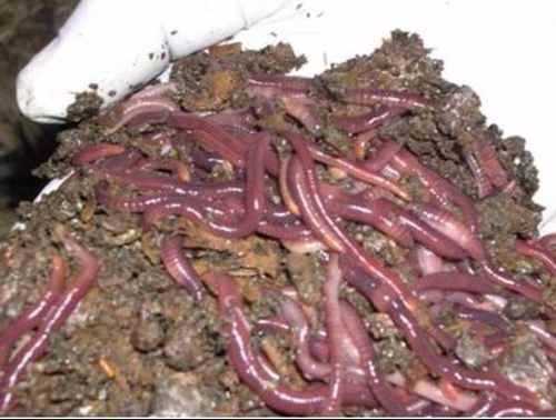 Imagen 6 de 6 de Lombrices Rojas Californianas Núcleo De 250 ,mas Alimento .