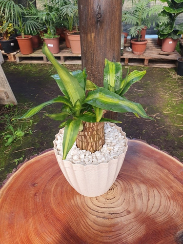 Imagen 1 de 10 de Palo De Agua Con Maceta Y Piedritas!!!