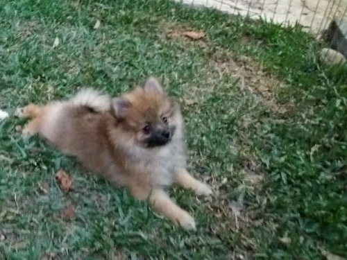 Spitz Alemão 12xsem Juros