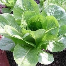5000 Semillas De Lechuga Orejona 100 % Organicas