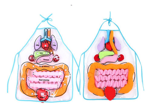 Utensilio Didáctico De Vísceras Para Niños, Desarrollo Educa