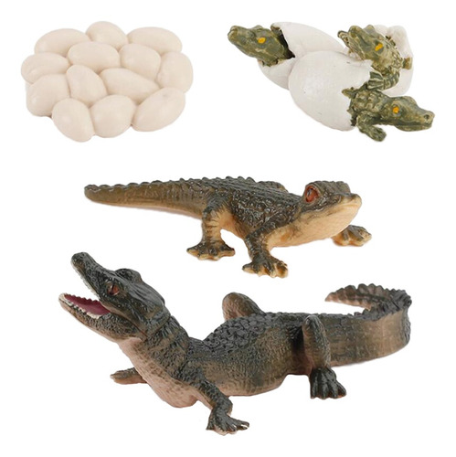 2 X Ciclo De Vida Animal Modelo Cocodrilo Niños Preescolar I