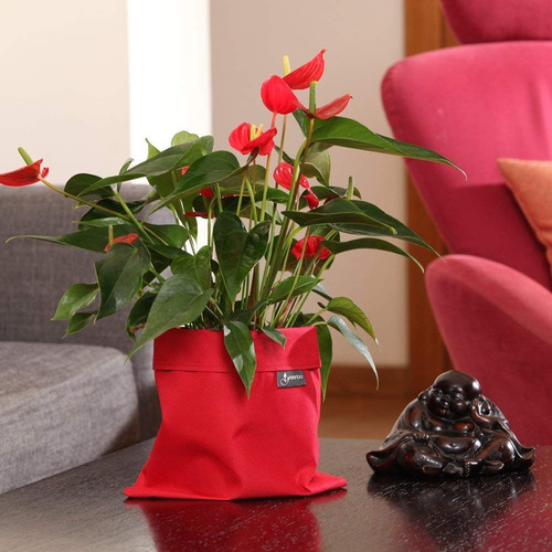 Imagen 4 de 6 de Cubre Maceta Greenbo Florina Varios Colores Dale Estilo