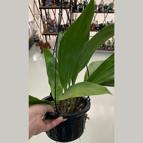 Kit Orquídea Sobralia + Stanhopea Tigrina Muda Adulta