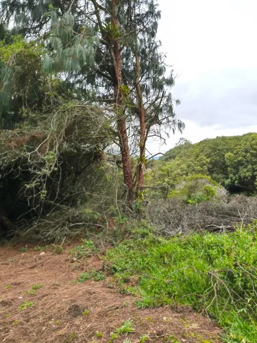 Proyecto Campestre