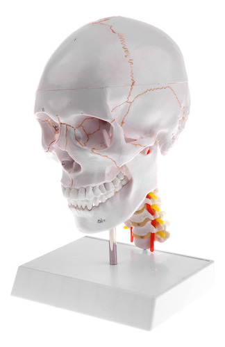 1: 1 Estatua De Cráneo Humano Con Vértebra Cervical De Pvc
