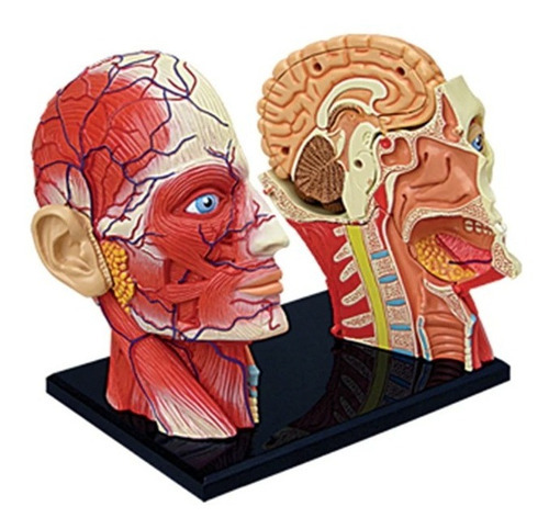 4d Cuerpo Humano Modelo Anatomico Musculo Esqueleto 26058