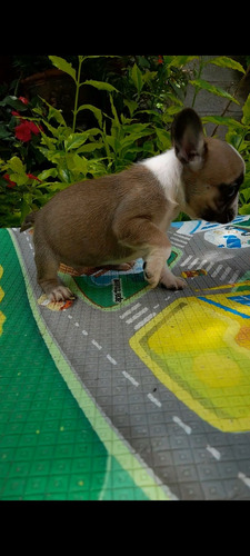 Cachorros Bull Dog Frances Café