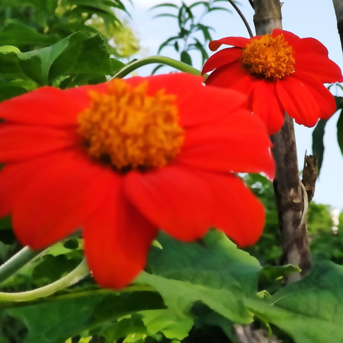 Mix Girasoles 4 Variedades Sobre Semillas.