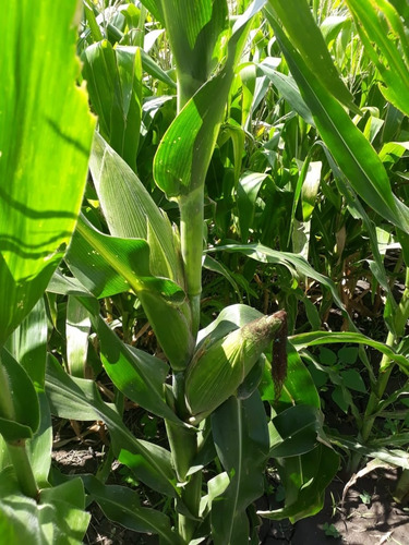 Semilla De Maiz Variedad Costeño Mejorado Hojero