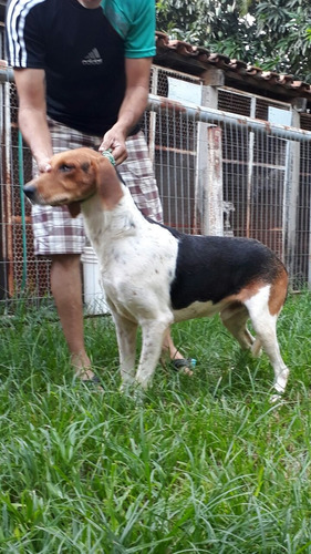 Fox Hound Americano,
