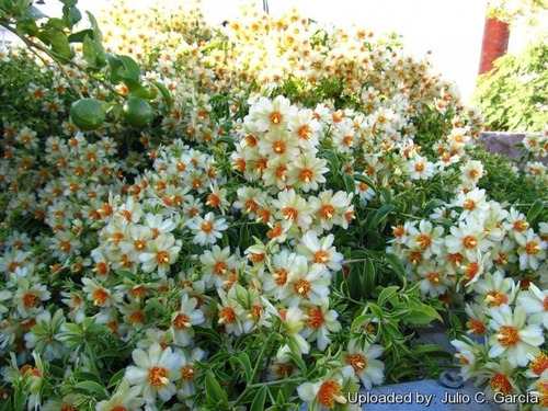1 Pereskia Aculeata Vareigada Golden Importación Cactus
