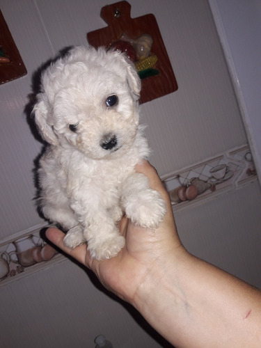 Imagen 2 de 6 de Caniche Mini Mini Hembra