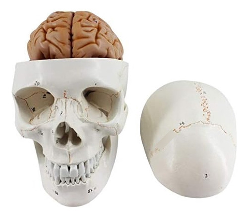 Oif Scientific - Modelo De Cráneo Humano