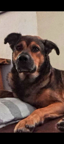 Oso Mimoso, 1 Añito Y 9 Meses, Puro Mimos Y Amor, Cachorrón