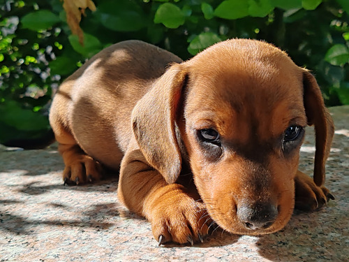 Cachorros Teckel Salchicha Machos 