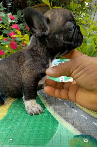 Cachorros Bull Dog Frances Café