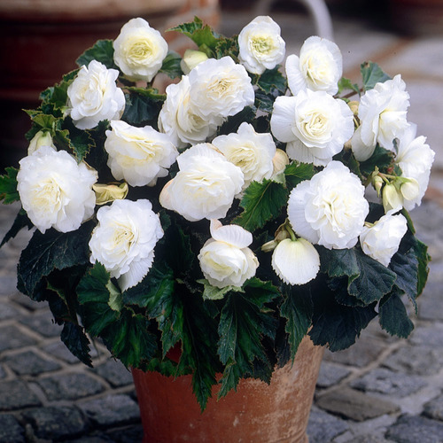 Bulbos De Begonia Fimbriata 6 Colores Importado Holanda