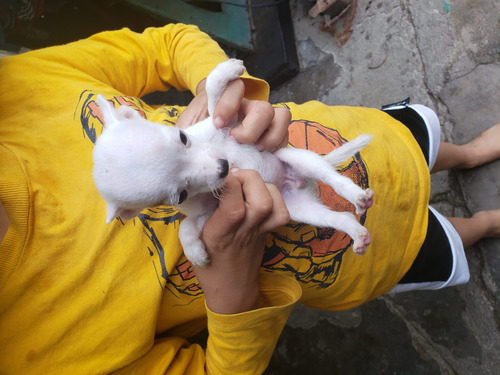 Imagen 2 de 5 de Vendo Perritos Mini Toy