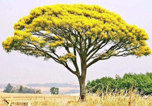 Imagem 4 de 8 de Árvores Da Mata Atlântica - Kit Reflorestamento 500 Sementes Para Mudas