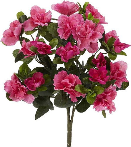 Nearly 6067 13 Azalea Planta Juego 4 Rosa